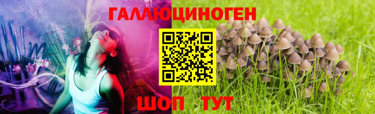 Псилоцибиновые грибы Psilocybe Белгород